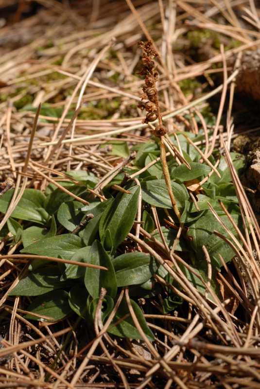 Goodyera repens (L.) R.Brown 1813 - In Val di Taro (PR)